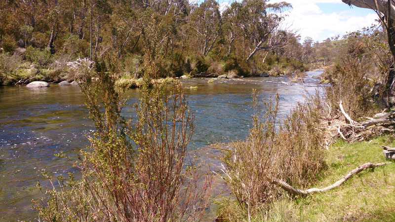 Thredbo River 
looking sensational