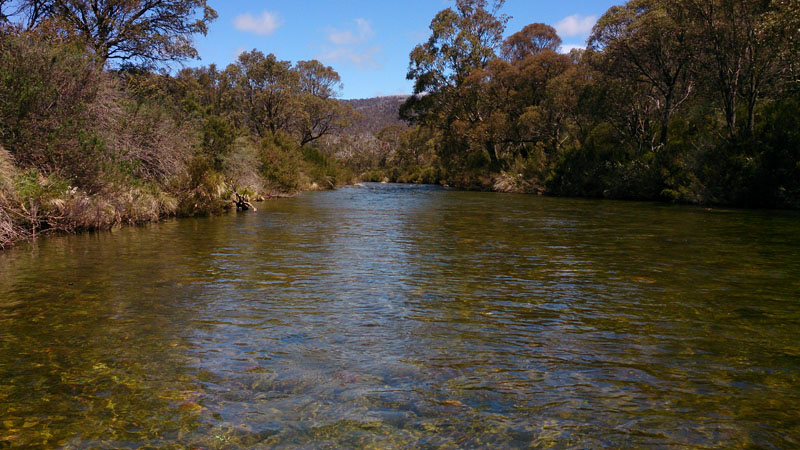 I chose to go 
downstream, who’d think this section of the Thredbo River was void of fish?